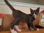 Adopt Nick Fury a Gray or Blue (Mostly) Domestic Shorthair (short coat) cat in