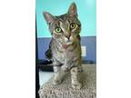Adopt Madison a Domestic Shorthair / Mixed (short coat) cat in Jim Thorpe