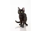 Adopt Gypsy a Domestic Shorthair / Mixed (short coat) cat in Madison