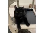 Adopt Blackie a Domestic Shorthair / Mixed (short coat) cat in Madison
