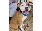 Adopt Bullwinkle a Brindle American Pit Bull Terrier / Mixed dog in Kokomo