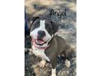 Adopt Angel a Brindle American Pit Bull Terrier / Mixed dog in Pomona
