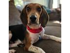 Adopt Nancy a Black Beagle / Mixed dog in Washington, DC (38813181)