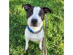 Adopt Jacky a Black Jack Russell Terrier / Mixed dog in St. Louis, MO (38749387)