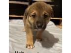 Adopt Haller Pup 8 a Black Labrador Retriever, Shepherd