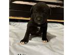 Adopt Haller Pup 5 a Black Labrador Retriever, Shepherd