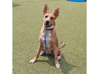 Adopt Yuki a Mixed Breed (Medium) dog in Port Washington, NY (38932623)