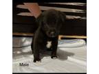 Adopt Haller Pup 2 a Black Labrador Retriever, Shepherd