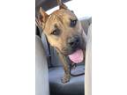 Adopt Chapo a Brown/Chocolate - with White American Pit Bull Terrier / Mixed dog
