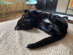 Adopt Poe a Black (Mostly) Domestic Shorthair / Mixed (short coat) cat in