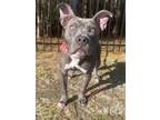 Adopt Handsome a Pit Bull Terrier, Mixed Breed