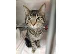 Adopt Dusty a Brown Tabby Domestic Shorthair (short coat) cat in Geneseo