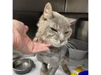 Adopt Pacco a Gray or Blue Domestic Longhair / Mixed cat in Jefferson City