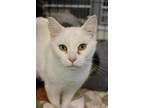 Adopt The Barnstormer a White Domestic Shorthair / Domestic Shorthair / Mixed