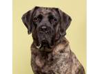 Adopt Ariel a Brindle Mastiff / Mixed Breed (Large) / Mixed dog in Pittsburgh