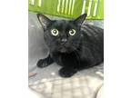 Adopt Smoked Salmon a All Black Domestic Shorthair / Domestic Shorthair / Mixed