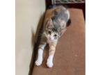 Adopt Estelle (23-124 C) a Calico or Dilute Calico Domestic Shorthair / Mixed
