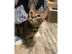 Adopt Mango Brown a Tan or Fawn Tabby Domestic Shorthair (short coat) cat in