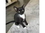 Adopt Kennedy a All Black Domestic Shorthair / Mixed cat in Los Angeles