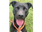 Adopt Bethany a Black Labrador Retriever / Terrier (Unknown Type