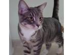 Adopt Kenny a Gray or Blue Domestic Shorthair / Mixed cat in Rock Falls