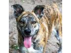 Adopt Artcano a Brindle Shepherd (Unknown Type) / Mixed dog in North Myrtle