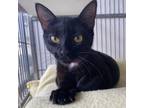 Adopt Minnie a All Black Domestic Shorthair / Mixed cat in Santa Barbara