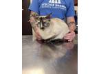 Adopt Pegasus a Cream or Ivory Siamese / Domestic Shorthair / Mixed cat in
