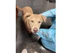 Adopt Hannah a Red/Golden/Orange/Chestnut Labrador Retriever / Mixed dog in