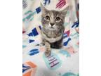 Adopt Elena Angel a Gray or Blue Domestic Shorthair / Domestic Shorthair / Mixed