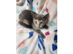 Adopt Jane Angel a Gray or Blue Domestic Shorthair / Domestic Shorthair / Mixed
