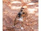 Adopt Freckle a Tan/Yellow/Fawn Boxer / Mixed dog in Dahlonega, GA (38764247)