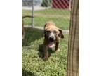 Adopt Pongo a Red/Golden/Orange/Chestnut Boxer / Mixed dog in Dahlonega