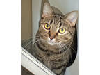 Adopt Frack (at Smitten Kitten) a Brown or Chocolate Domestic Shorthair /