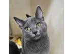 Adopt Sassy a Gray or Blue Domestic Shorthair / Mixed cat in Zanesville