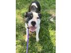 Adopt Butterfly III 53 a Black American Pit Bull Terrier / Mixed dog in
