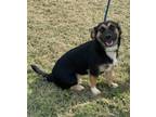 Adopt Percilla a Black German Shepherd Dog / Pomeranian / Mixed (short coat) dog