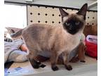 Adopt Lady a Tan or Fawn Siamese / Domestic Shorthair / Mixed cat in Las Cruces