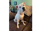 Adopt Franklin a White Pit Bull Terrier / Terrier (Unknown Type