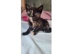 Adopt Malibu a Tortoiseshell Domestic Shorthair cat in Paris, TX (38910640)