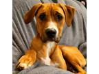 Adopt Ken a Mixed Breed (Medium) / Mixed dog in Huntsville, AL (38863444)