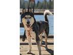 Adopt Ernie a Black Husky / Mixed dog in Fresno, CA (38781190)