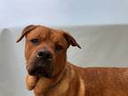 Adopt Bruce a Red/Golden/Orange/Chestnut Rottweiler / Mixed dog in Coon Rapids
