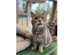 Adopt Jack (Cat Cafe) a Gray or Blue Domestic Shorthair / Domestic Shorthair /