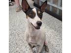 Adopt Rooster a Black Jack Russell Terrier / Rat Terrier / Mixed dog in Kingman