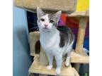 Adopt Charlie a White Domestic Shorthair / Mixed cat in San Pablo, CA (38900107)