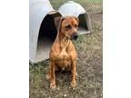 Adopt Butch a Hound (Unknown Type) / Mixed dog in Benton, AR (38899555)