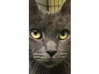 Adopt Shadow X a Domestic Shorthair / Mixed (short coat) cat in Newaygo