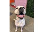 Adopt River a White American Pit Bull Terrier / Mixed dog in El Paso