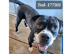 Adopt Ted a Black Boxer / Mixed dog in Edinburg, TX (38760564)